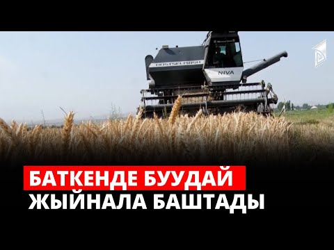 Видео: Баткенде буудай жыйнала баштады