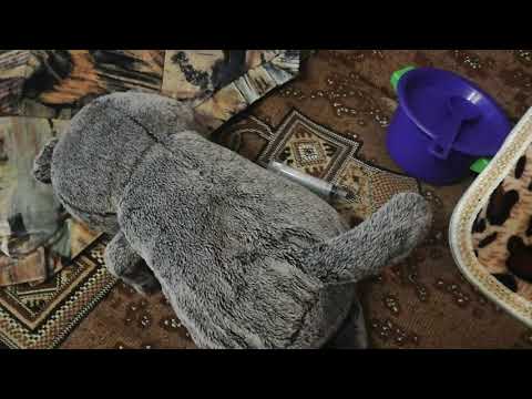 Видео: Басик заболел!