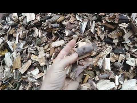 Видео: ШНЕКОВИЙ ПОДРІБНЮВАЧ ГІЛОК