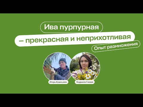 Видео: Ива пурпурная – прекрасная и неприхотливая. Опыт размножения | Прямой эфир «Умный садовник»