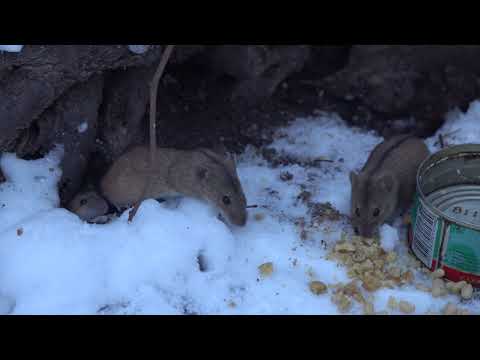 Видео: Про мышей и птиц / About mice and birds