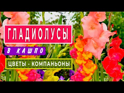 Видео: ГЛАДИОЛУСЫ в садовых горшках и цветы-компаньоны в середине лета #1