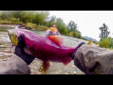 Видео: Атака медведей на лагерь.  Кета, нерка, кижуч. Часть 3