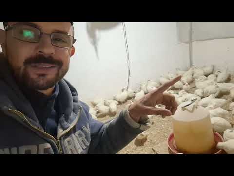 Видео: Супер метод-Перепела на підлозі тримаю і горя не знаб‼️Бізнес на перепілках‼️Нема клітки не біда