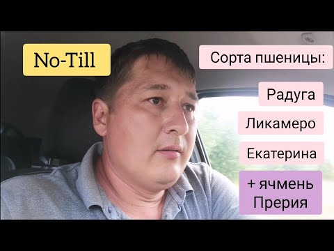 Видео: Обзор сортов зерновых в хозяйстве. Зерновые по No-Till.