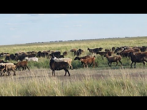 Видео: Жайылымдағы қойлар