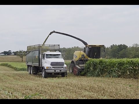 Видео: Сбор остатков ранней кукурузы и сорго
