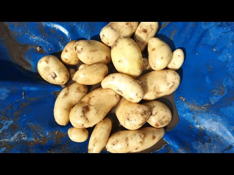 Видео: Пощупал СПУНТУ - ранний египетский картофель из гипермаркета. Признаки готовности картофеля к уборке