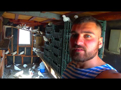 Видео: ДЛЯ МОЕЙ ПТИЦЫ как я ОЧЕНЬ ПРОСТО построил ГНЕЗДА