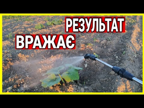 Видео: ПІДЖИВЛЮЮ ГАРБУЗИКИ