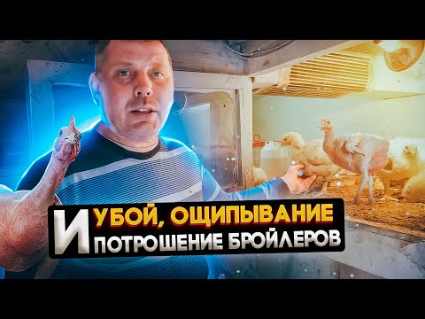 Видео: Забой и потрошение бройлера. Как это делаю я. Деревенский способ. "Мое Подворье"