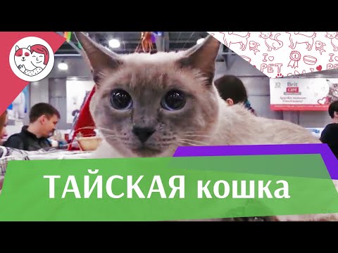 Видео: Тайская кошка. Особенности. Уход