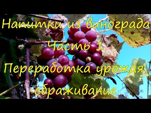 Видео: Напитки из винограда. Переработка урожая, сбраживание.