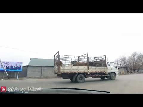 Видео: Балпык би Кировск 2ое отд