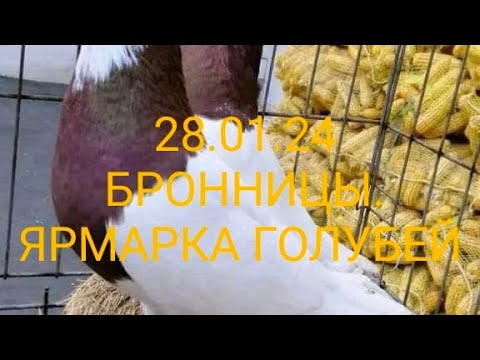 Видео: 28.01.24 ЯРМАРКА ГОЛУБЕЙ. БРОННИЦЫ. ЧАСТЬ 1