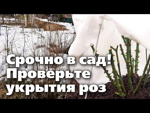 Видео: РАСКРЫВАТЬ ИЛИ НЕ РАСКРЫВАТЬ РОЗЫ В МАРТЕ  Реанимация поврежденных растений