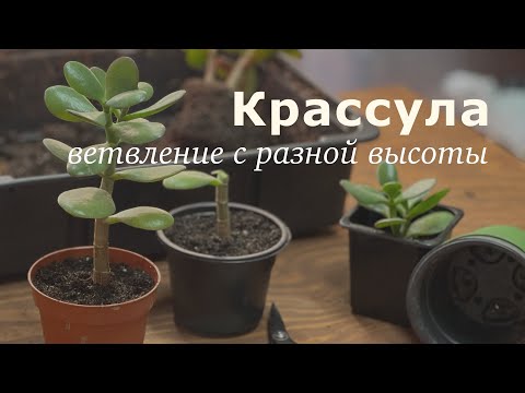 Видео: №114.  Крассула. Ветвление молодых деревьев с самого начала.
