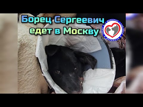 Видео: Смех-смехом, а Москве ещё далеко до Андрея Валентиновича получается!) Ждём ОАК, биохимию, ЭХО сердца