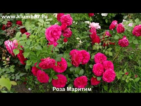 Видео: 🌸🌸🌸10 плетистых  роз - Лучшие из лучших, любимые многими! Обзор лучших сортов!. Питомник Клумба7