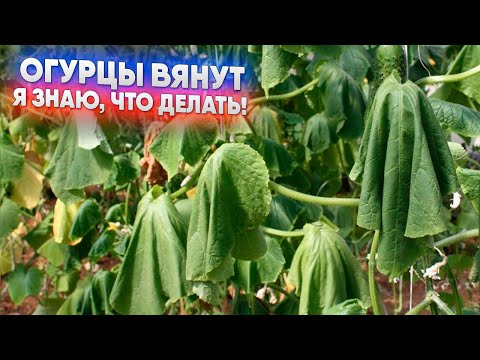 Видео: Огурцы вянут - я знаю, что делать!
