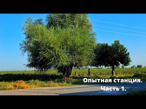 Видео: Опытная Станция. Ильичевка (посёлок Атакент).