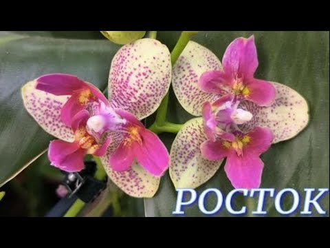 Видео: №1129/ СВЕЖИЕ орхидеи в с/ц РОСТОК