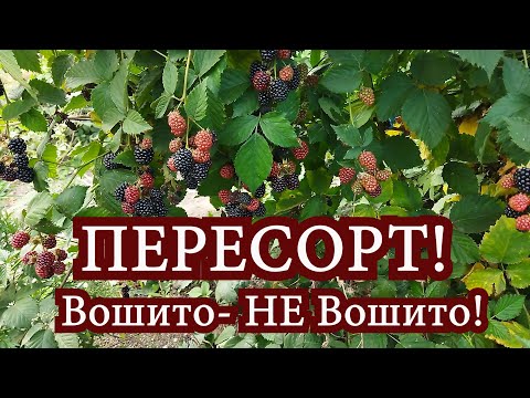 Видео: Пересорт на ежевике. Вошито оказался не Вошито. Пригород Воронежа.