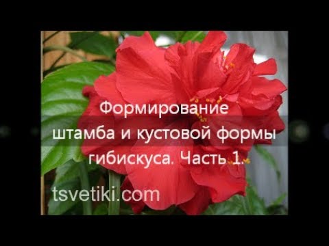 Видео: Формирование штамба и кустовой формы гибискуса
