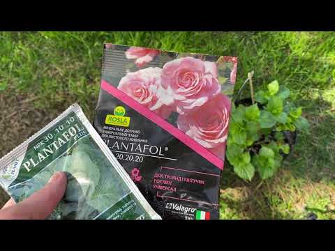 Видео: Чим підживлювати троянди навесні