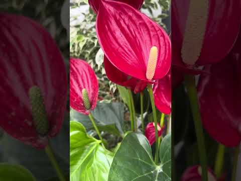 Видео: Крытый рынок базарындағы гүлдер🌺🌺🌺🌺