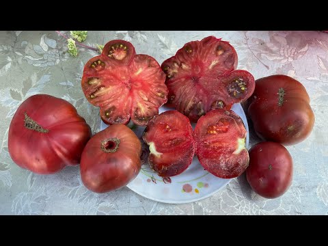 Видео: Лучшие сорта Томатных гномов! Готовимся к следующему сезону!
