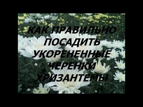 Видео: КАК ПРАВИЛЬНО ПОСАДИТЬ УКОРЕНЕННЫЕ ЧЕРЕНКИ ХРИЗАНТЕМЫ?СХЕМА ПОСАДКИ.