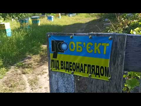 Видео: злодії на пасіці