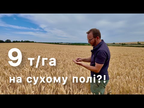 Видео: 9 т/га пшениці на сухому ґрунті з камінням - як це можливо?