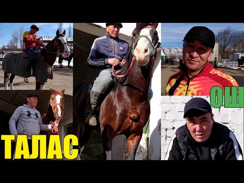 Видео: АХИЛЕС СУР ЖИНДИ КАШКА ОШ-ТАЛАС Ынтымак БЕТЕШКЕ КЕЛДИ