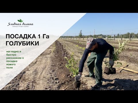 Видео: 7 этапов за 7 минут | Питомник и лаборатория саженцев голубики Ягодная долина