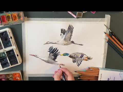 Видео: Рисуем Аиста акварелью и карандашами поэтапно