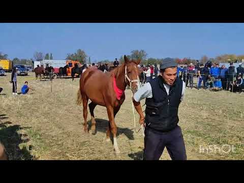 Видео: Жылкы сынак. Сокулук районунун Шалта айылында. 1-бөлүк