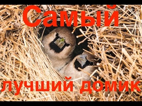 Видео: Самый лучший домик для птиц. Фильм для детей | Film Studio Aves