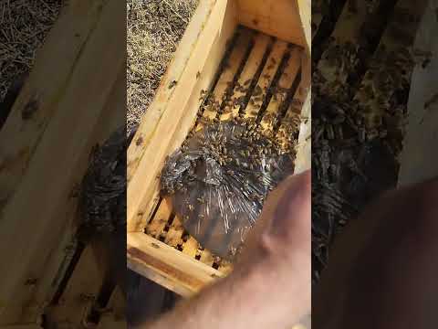 Видео: Стан бджолосімей, боротьба з кліщем, яка ефективність пластин.