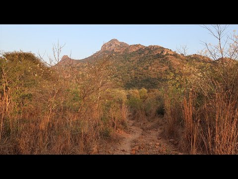 Видео: Аруначала 3. Малая прарикрама вокгруг Аруначалы в Тируваннамалае.