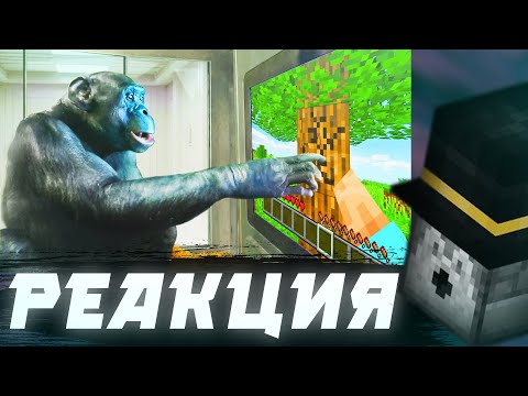 Видео: Пугод смотрит - Я Научил Обезьяну Играть в Minecraft / PWGood нарезки