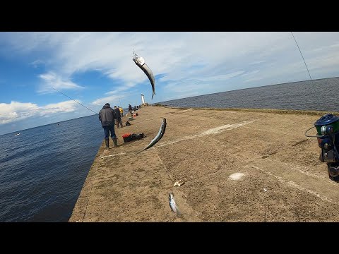 Видео: Рыбалка мечты-2021. Один заброс - пять рыбин. Ловля салаки