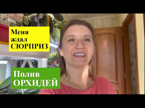 Видео: ОРХИДЕИ на ЗАПРЕТНЫХ ПОЛКАХ! Хвастаюсь НЕЖДАННЫМ цветением!