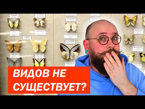 Видео: Реальны ли ВИДЫ?