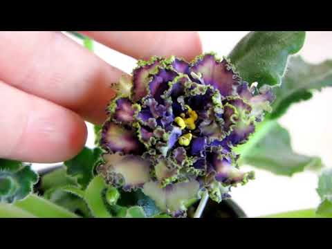 Видео: ПРОТРАВКА от КЛЕЩА. КАК ПОДГОТОВИТЬ растения к обработке Юлия Датта