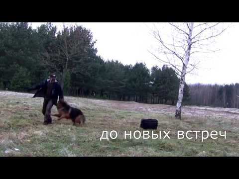 Видео: [Урок 16] Как научить собаку возвращаться на МЕСТО