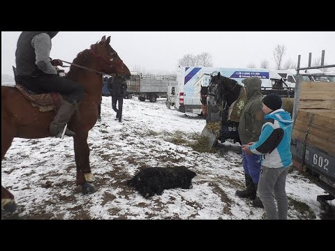 Видео: Чуулдактын жигиттери берген Лейлек Улак/ Бишкек/ Озерный айылы.