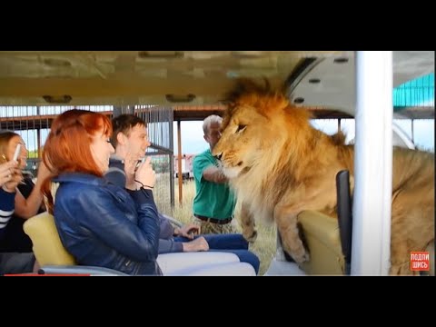 Видео: Лев Олежка выгнал меня из машинки ...по-моему львы тоже смотрят интернет !!!