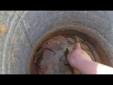 Видео: Ловим ящериц на поле